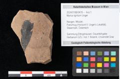 Foto (Objekt + Etikett) von Myrica lignitum Unger (NHMW-GEO-2024-0188-0478)